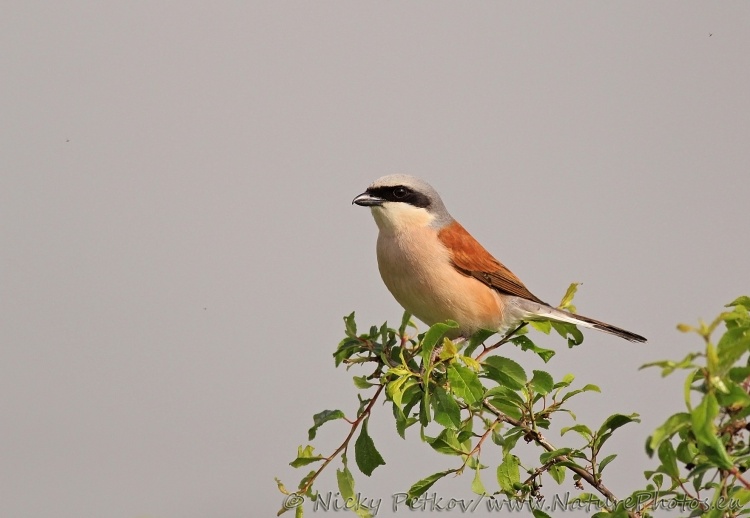 WildLife Photos of Birds, Shrikes, Red-backed Shrike, Lanius collurio